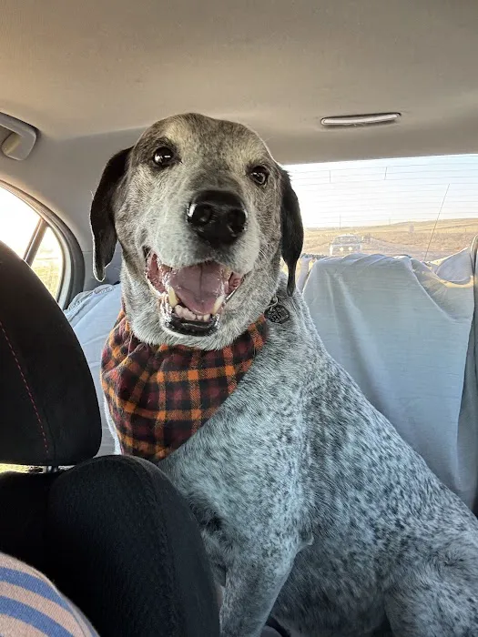 Eye Specialists for Animals of Colorado Springs 5