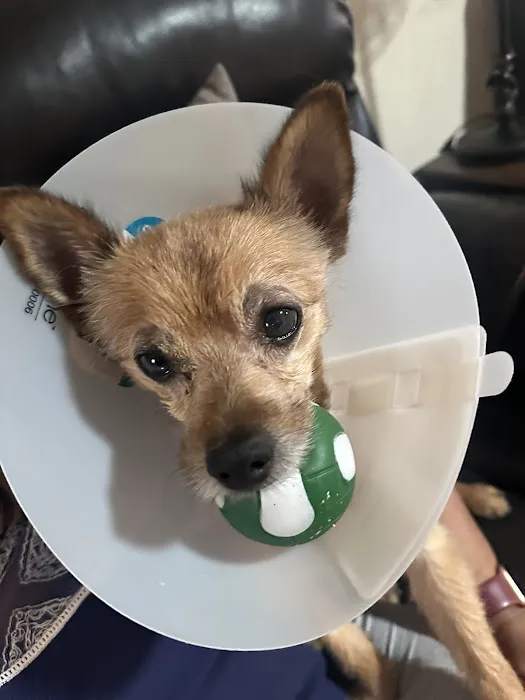 Eye Specialists for Animals of Colorado Springs 7