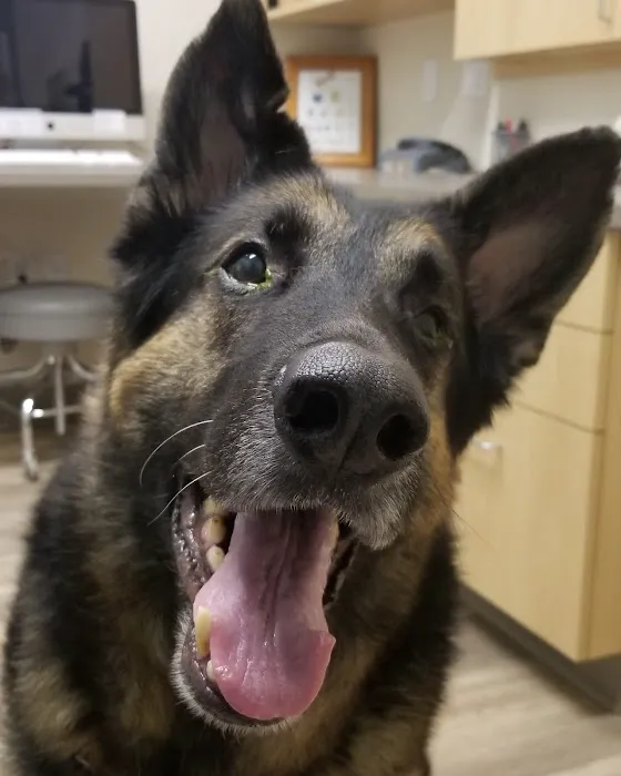 Eye Specialists for Animals of Colorado Springs 6