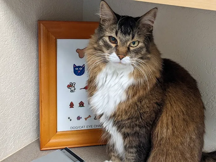 Eye Specialists for Animals of Colorado Springs 4