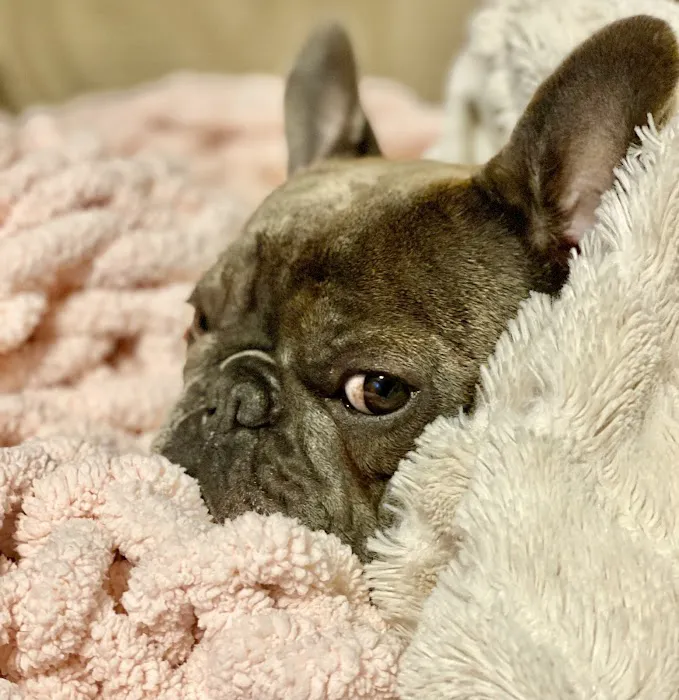 Brenford Animal Hospital 9