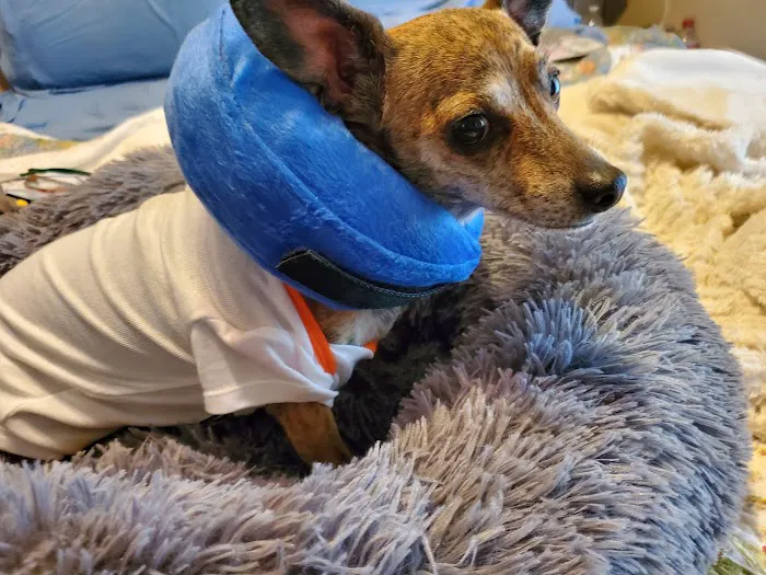 Brenford Animal Hospital 2