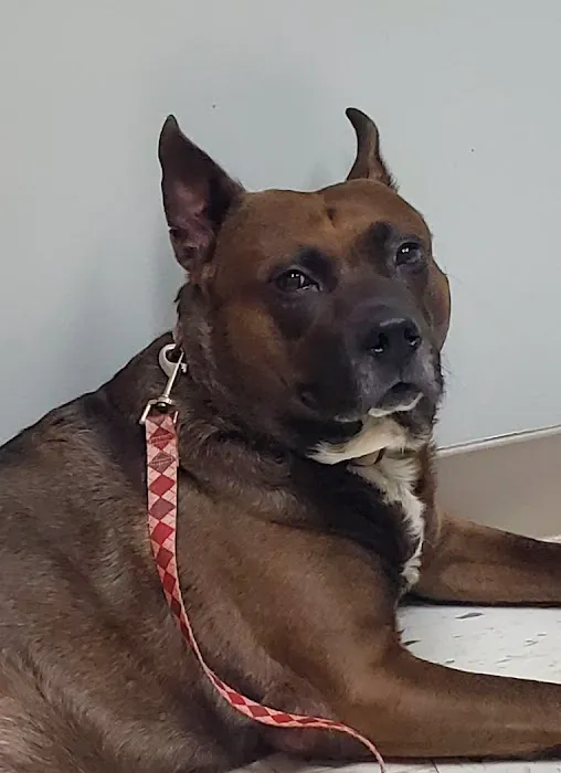 Brenford Animal Hospital 1