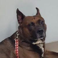 Brenford Animal Hospital ico