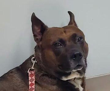 Brenford Animal Hospital