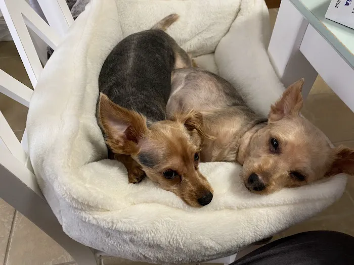 Savannah Animal Hospital 9