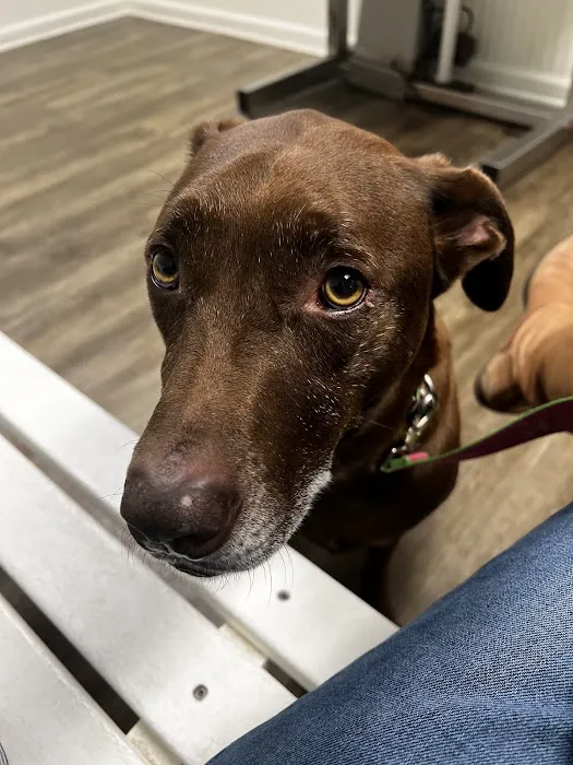 Savannah Animal Hospital 10