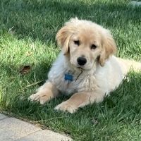 Savannah Animal Hospital ico