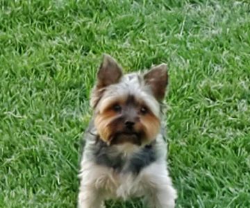 Pennsville Veterinary Clinic