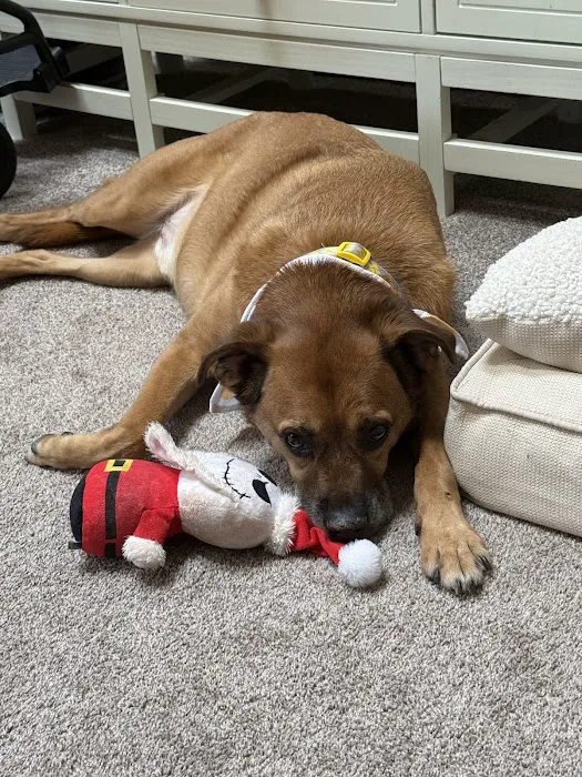 Saint Francis Veterinary Center of South Jersey 4
