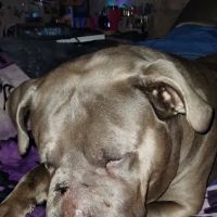 Saint Francis Veterinary Center of South Jersey ico