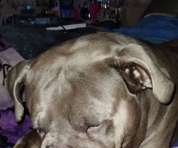 Saint Francis Veterinary Center of South Jersey