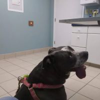 Delaware Valley Veterinary Hospital ico