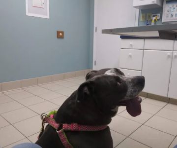 Delaware Valley Veterinary Hospital