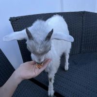 Beier Vet Services ico