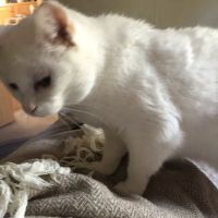 Stafford Veterinary Hospital ico