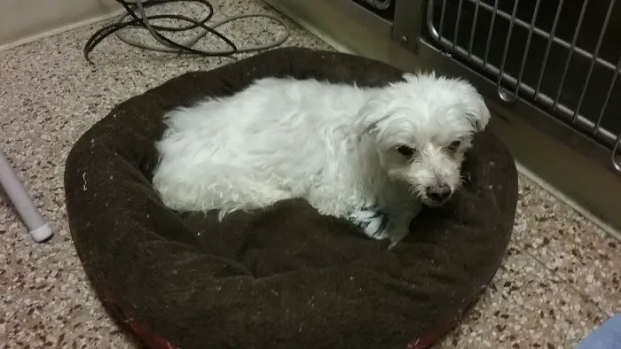 Stafford Veterinary Hospital 9