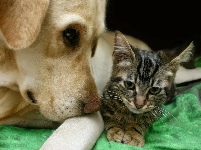 Manahawkin Veterinary Hospital 6