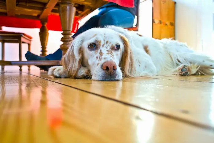 Manahawkin Veterinary Hospital 4