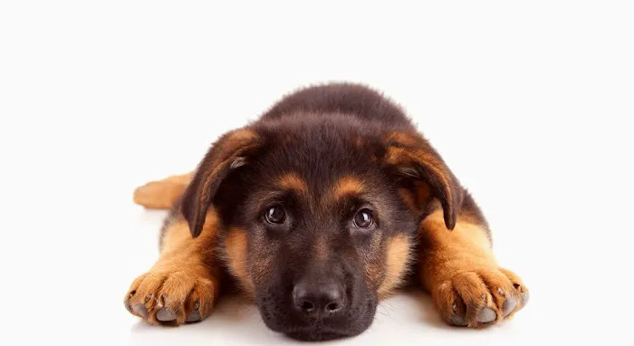 Manahawkin Veterinary Hospital 5