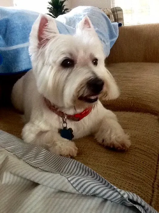 Banfield Pet Hospital 4