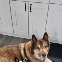 Eagleswood Veterinary Hospital ico