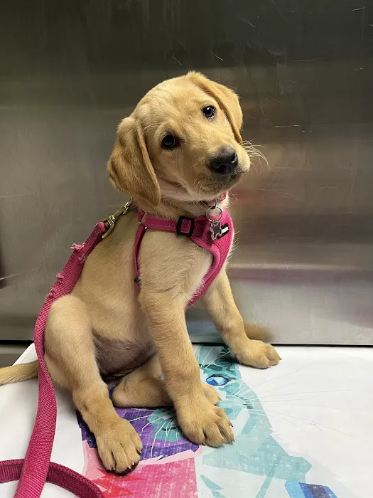 Homestead Veterinary Center 9