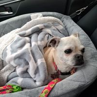 Homestead Veterinary Center ico