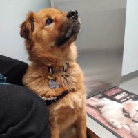 Brodheadsville Veterinary Clinic ico