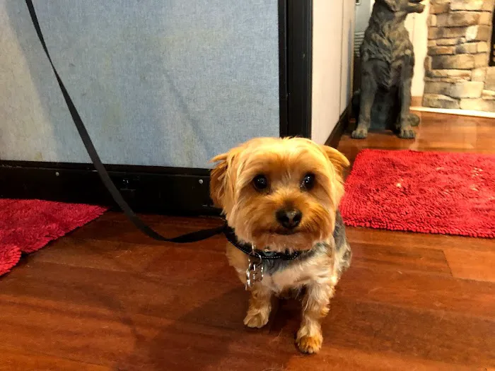 Kanyon's Golden Veterinary Care, LLC 12