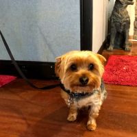 Kanyon's Golden Veterinary Care, LLC ico