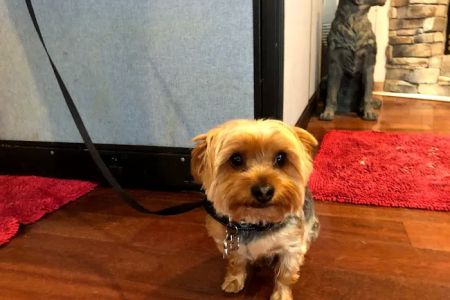 Kanyon's Golden Veterinary Care, LLC