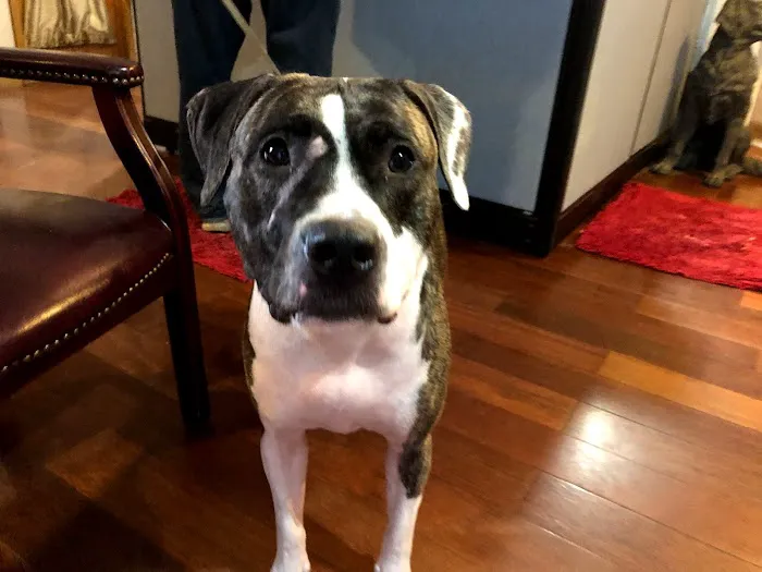 Kanyon's Golden Veterinary Care, LLC 12