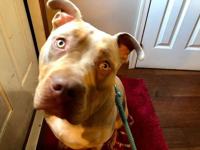 Kanyon's Golden Veterinary Care, LLC 12