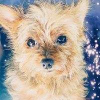 Best Friends Veterinary Clinic ico