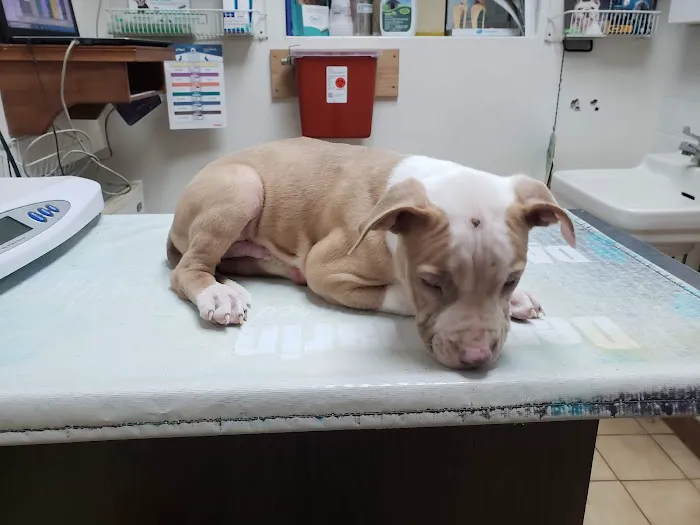 Creature Comforts Veterinary Service 1