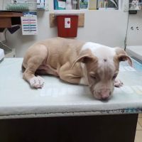 Creature Comforts Veterinary Service ico