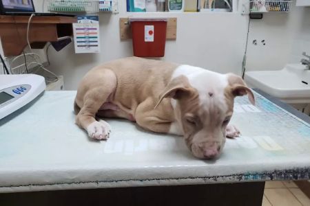 Creature Comforts Veterinary Service