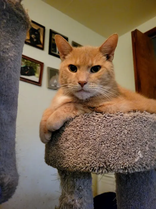 Creature Comforts Veterinary Service 9