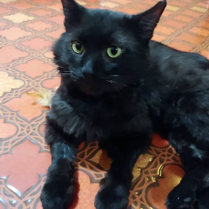 Creature Comforts Veterinary Service 7