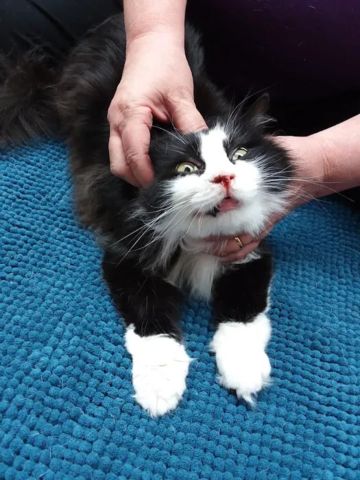 Creature Comforts Veterinary Service 5