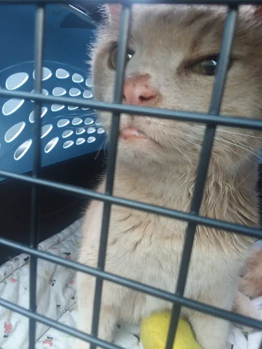 Creature Comforts Veterinary Service : Kelleher Daniel A DVM 2
