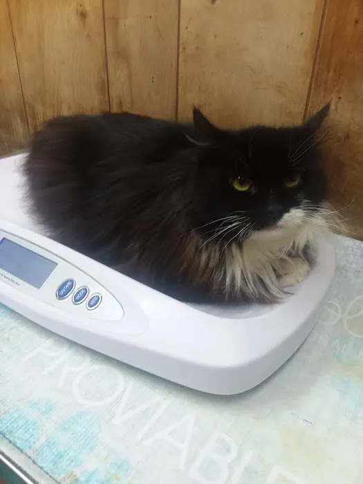 Creature Comforts Veterinary Service : Kelleher Daniel A DVM 1