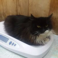 Creature Comforts Veterinary Service : Kelleher Daniel A DVM ico
