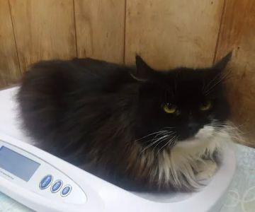 Creature Comforts Veterinary Service : Kelleher Daniel A DVM