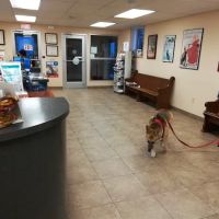 Leck Veterinary ico