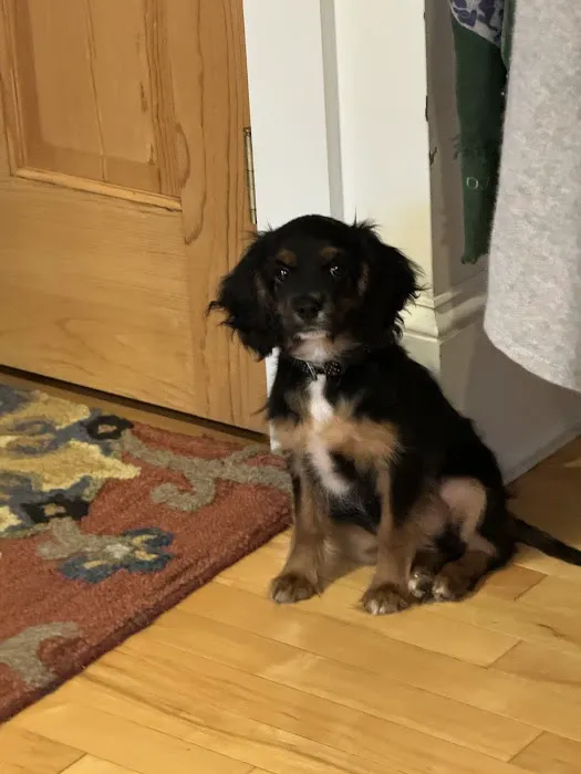 Stroudsburg Animal Hospital 2