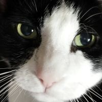 Stroudsburg Animal Hospital ico
