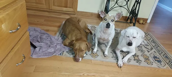 Stroudsburg Animal Hospital 3