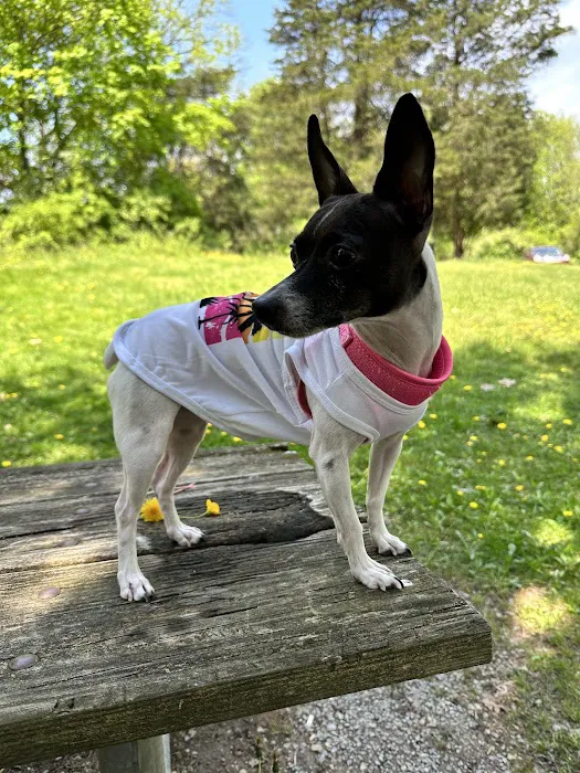 Stroudsburg Animal Hospital 9